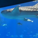 美ら海水族館 完全ガイド——チケット・混雑・周辺スポット・アクセス