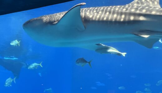 美ら海水族館 完全ガイド——チケット・混雑・周辺スポット・アクセス