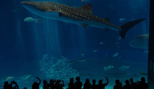 美ら海水族館 完全ガイド——チケット・混雑・周辺スポット・アクセス