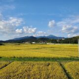 ANA国際線ファーストクラスに鹿児島の「あきほなみ 吟地米」——19農家だけが育てる米が9月1日から欧米6路線に