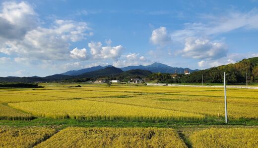 ANA国際線ファーストクラスに鹿児島の「あきほなみ 吟地米」——19農家だけが育てる米が9月1日から欧米6路線に