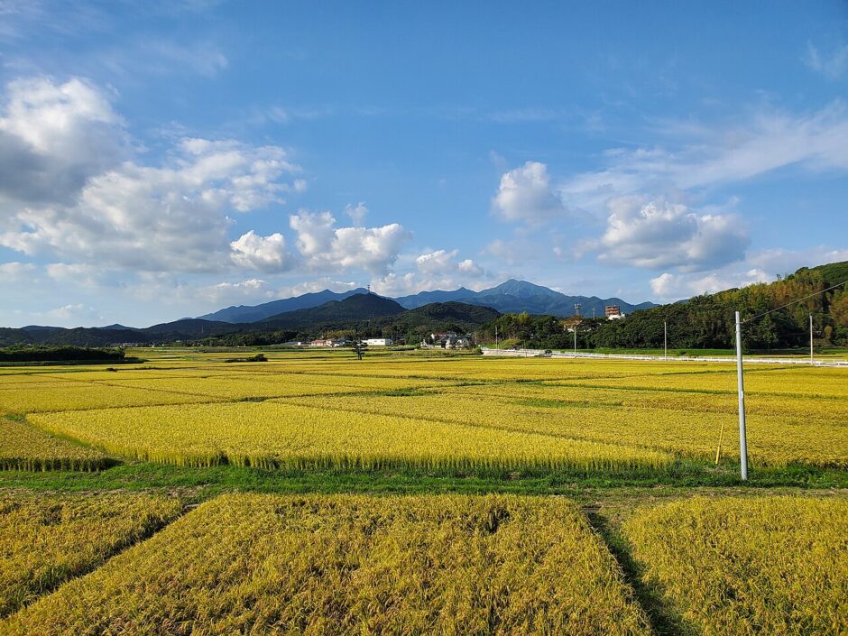 実りの季節をむかえた鹿児島の田んぼ